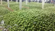 Mango Price Crash in Karnataka Leaves Growers in Deep Distress