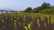 Mangrove Cover Expands by 140 Hectares in Kali Estuary, Karwar