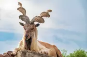 Markhor Conservation: Local Communities Key to Himalayan Wild Goat's Future