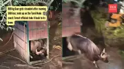 Massive Gaur Bison Rescued and Relocated in Tamil Nadu Wildlife Operation