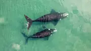 Massive Whale Graveyard Discovered in Deep Indian Ocean Zone