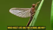 Mayfly's Brief Adult Life: A Story of Extreme Biological Efficiency