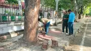 MCC Clears Tree Bases in Mysuru: 34 Cleared on Day 1 After DH Impact