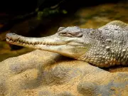 Meet the Gentle Giant Crocodile Facing Extinction in West Africa