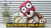 Meet the Koala: Nature's Ultimate Heavy Sleeper Sleeping 20 Hours Daily