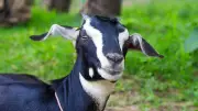 Messi the Goat? In Kansas City, He Works on Unwanted Vegetation