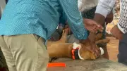 Missing Girl's Pet Dog Returns Home, GPS Tracker Fails to Provide Clues