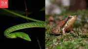 Monsoon Wildlife Experiences in Western Ghats 2026: Fireflies, Herping, Macro Photo