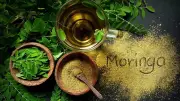 Moringa Exports from Dharmapuri Bring Farmers Steady Income