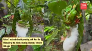 Moss Protein RAK1: Key to Plants' 3D Growth and Land Colonization