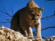 Mountain Lions Adjust Movements to Avoid Humans in Santa Cruz Mountains