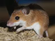 Mouse Plague Cost Australia Over $100 Million in 2021, Study Finds