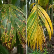 MP urges Union minister to tackle arecanut diseases in Karnataka