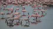 Mumbai Climate Week 2027 to Spotlight Flamingo Blue Carbon Urban Complex