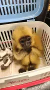 Mumbai Customs Seizes 29 Exotic Animals from Passenger Arriving from Bangkok