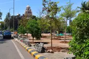 Mumbai Tree Authority Meeting Questions Compensatory Plantation Outside City