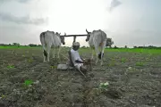 Mysuru District Records 78 Farmer Suicides in 12 Months, Periyapatna Worst Hit