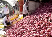 Nafed Entry Drives Onion Prices Up 10% at Lasalgaon APMC