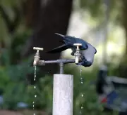 Nashik Municipal Corporation Plans Rs 100 Crore Solution for Contaminated Water Source