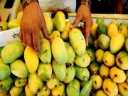 Nepal Clarifies No Ban on Indian Mango Imports, Only Phytosanitary Rules