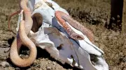 Nevada's Hidden Desert Snakes: Mojave Shovel-Nosed and Long-Nosed Species