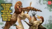 New Feathered Dinosaur Species Discovered in China May Have Glided and Hunted Ancient Birds
