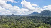 New Hyperparasite Fungus Discovered in Malaysia's Borneo Rainforest