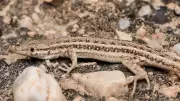 New Lizard Species Discovered in Rajasthan Named After Bishnoi Community