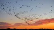 New Physics Theory Solves Bird Flock Mystery Beyond Newton's Laws