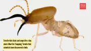 New Snapping Termite Species Discovered in West Bengal Forests