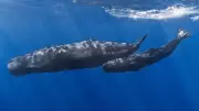 New Zealand Bill Proposes Legal Personhood for Whales to Boost Protection