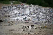 NGO Warns Stray Dogs May Turn Aggressive Without Food Amid Feeding Feud