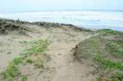 NGT Dismisses Plea on Sand Dune Damage at Sernabatim Beach