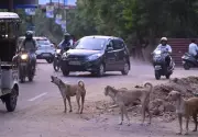 NHRC Notice to Punjab Govt Over Girl Killed by Stray Dogs