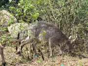Nilgiri Tahr Population Rises Slightly to 1,364 in Tamil Nadu