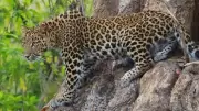 Nine-Year-Old Girl Killed in Leopard Attack in Bahraich