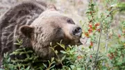 Not Just Fish and Honey: 7 Weird Things Bears Actually Eat in the Wild