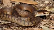 NSW Snake Season Peaks as Temperatures Rise in Southeastern Australia