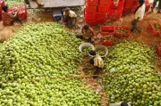 Nuzvid Mango Orchards Decline: Pest Attacks, Weather, Oil Palm Shift