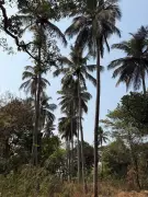 OUAT to Remove 150 Coconut Trees Near Bhubaneswar Airport for Rs 15 Lakh