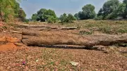 Over 600 Trees Illegally Felled at NSI Kanpur; Director Among Booked
