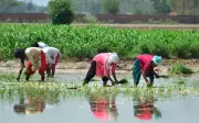 Paddy Sowing Last Phase Begins, Power Demand Peaks at 15,400 MW in Punjab