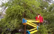 Panaji corporators accuse CCP of stepmotherly treatment over tree trimming