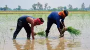 PAU Launches Campaign to Educate Farmers on DSR and Sustainable Rice Cultivation