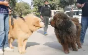 Pet dog registrations in Dehradun nearly triple after strict by-law enforcement