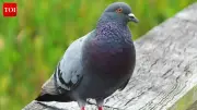 Pigeons Navigate Using a Magnetic Compass Hidden in Their Liver, Study Reveals