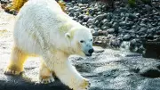 Polar Bear Chase in Arctic Ghost Town Pyramiden Goes Viral