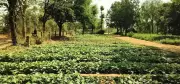 Prayagraj to Plant 72 Lakh Saplings in Mega Green Drive from June 5
