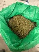 Pune Crime Branch Seizes 84kg Ganja Worth Rs42 Lakh, Arrests Two Men in Chakan