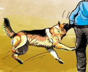 Rabid Stray Dogs Attack 9, Injure Toddler and Teens in Kerala